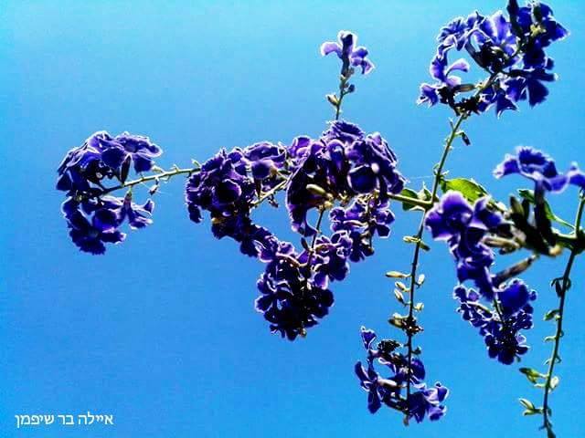 רסיסי הכוס והחתונה השבורה by AYALA BAR - Ourboox.com