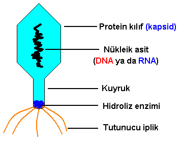 VİRÜSLER by Kadir Deniz Zorkol - Ourboox.com