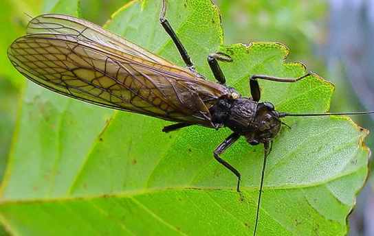 Комаха "Веснянка"