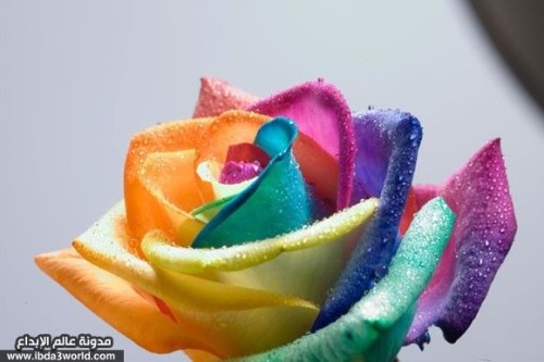 عالم الورود by noor abassi - Illustrated by نور الهدى عباسي - Ourboox.com