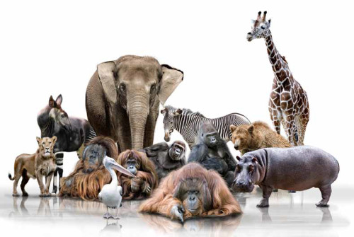 TEMBEL KOALA by yaman - Ourboox.com