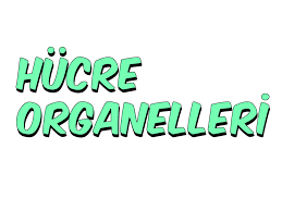 HÜCRE ORGANELLERİ- ORGANELLERİN GÖREVLERİ by sebnem  - Ourboox.com