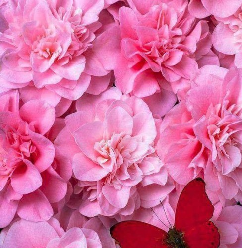 טורקיז האביב של חיים בניחוח האביב by Rosita Brener - Illustrated by כל התמונות מהרשת - Ourboox.com