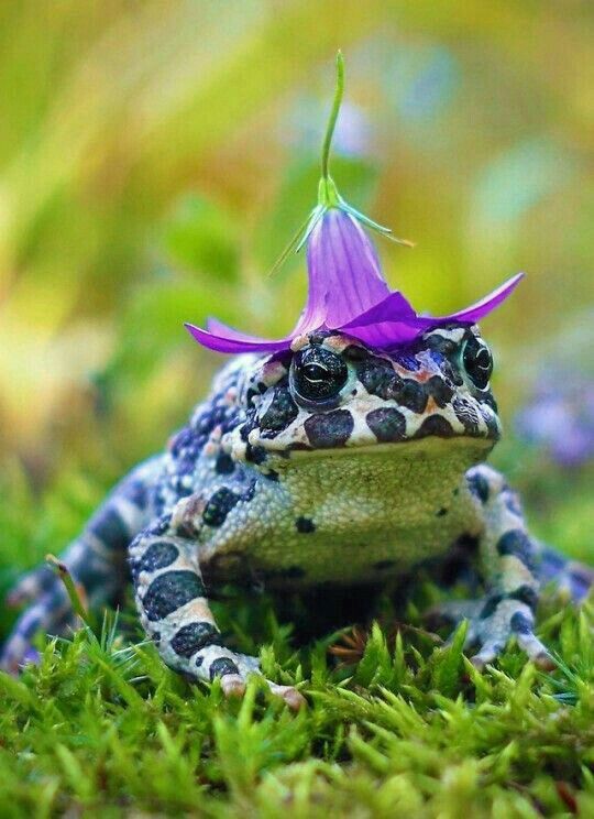 טורקיז האביב של חיים בניחוח האביב by Rosita Brener - Illustrated by כל התמונות מהרשת - Ourboox.com