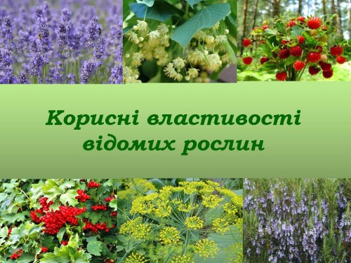 Корисні властивості відомих рослин by Olga Orlova - Ourboox.com