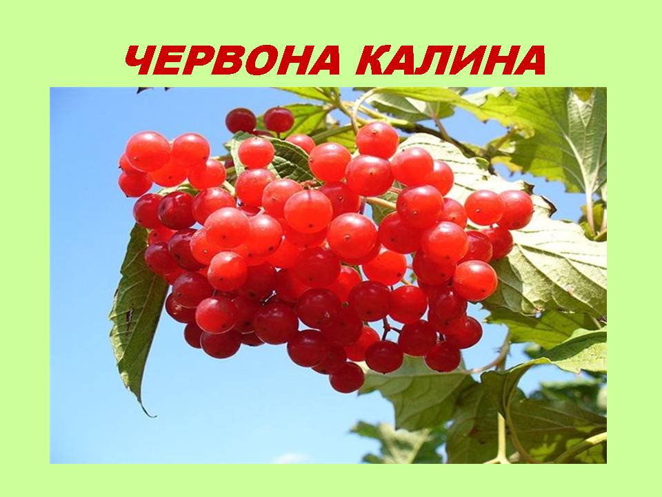 Корисні властивості відомих рослин by Olga Orlova - Ourboox.com