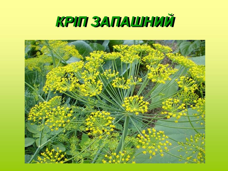 Корисні властивості відомих рослин by Olga Orlova - Ourboox.com