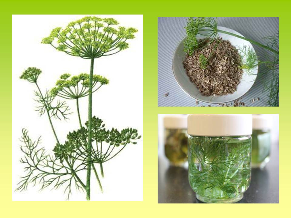 Корисні властивості відомих рослин by Olga Orlova - Ourboox.com