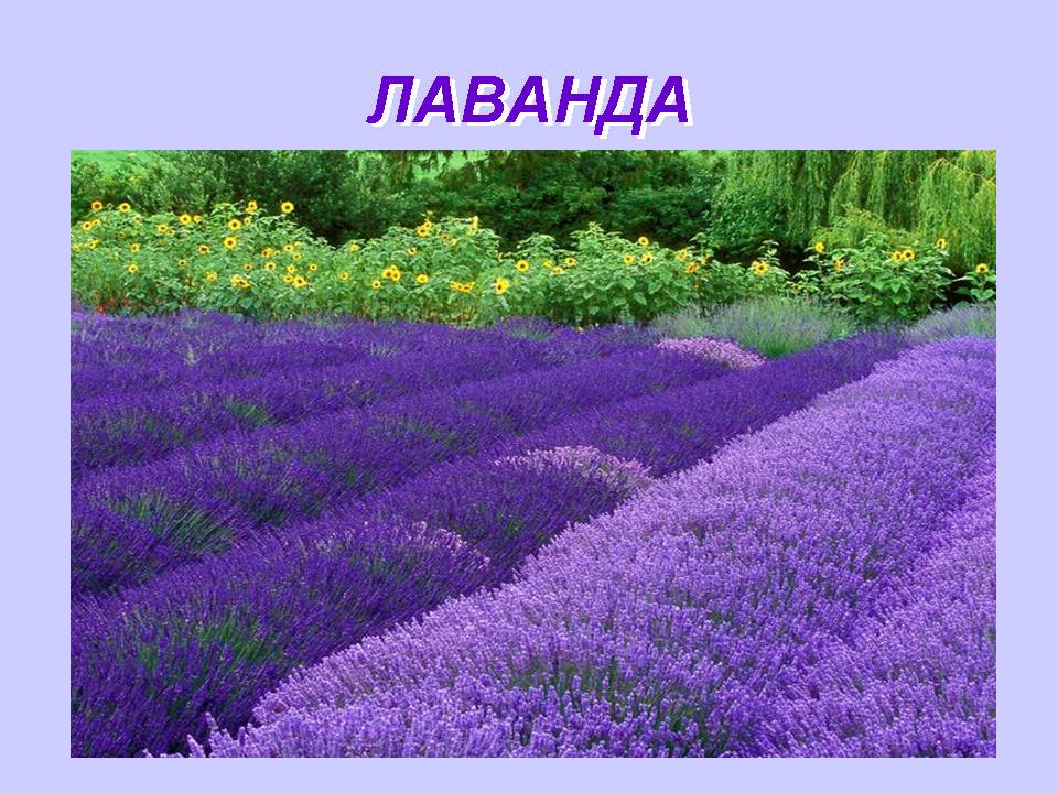 Корисні властивості відомих рослин by Olga Orlova - Ourboox.com