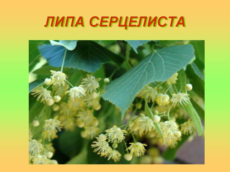 Корисні властивості відомих рослин by Olga Orlova - Ourboox.com