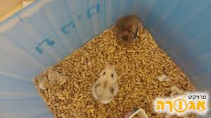 hamster by vanessa - Illustrated by ונסה צמח - Ourboox.com