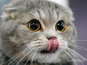 kitap by emrullah - Ourboox.com