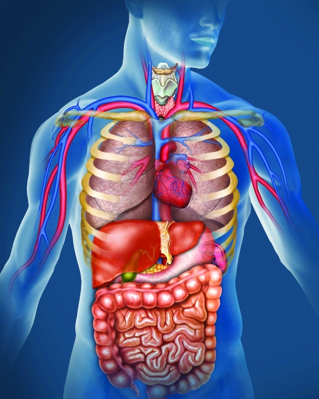 جسم الإنسان by nour mlika - Illustrated by amal ben ali  nour mlika  sahar amri - Ourboox.com