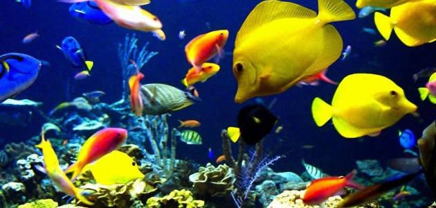 الاسماك by maysa - Ourboox.com