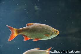 الاسماك by maysa - Ourboox.com