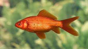 الاسماك by maysa - Ourboox.com