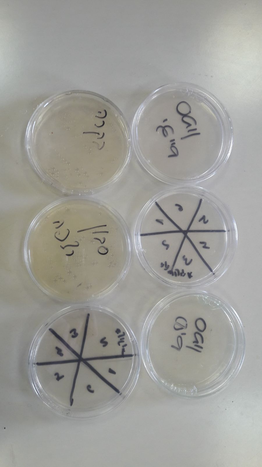 החומרים בצלחות הפטרי בתחילת הניסוי
