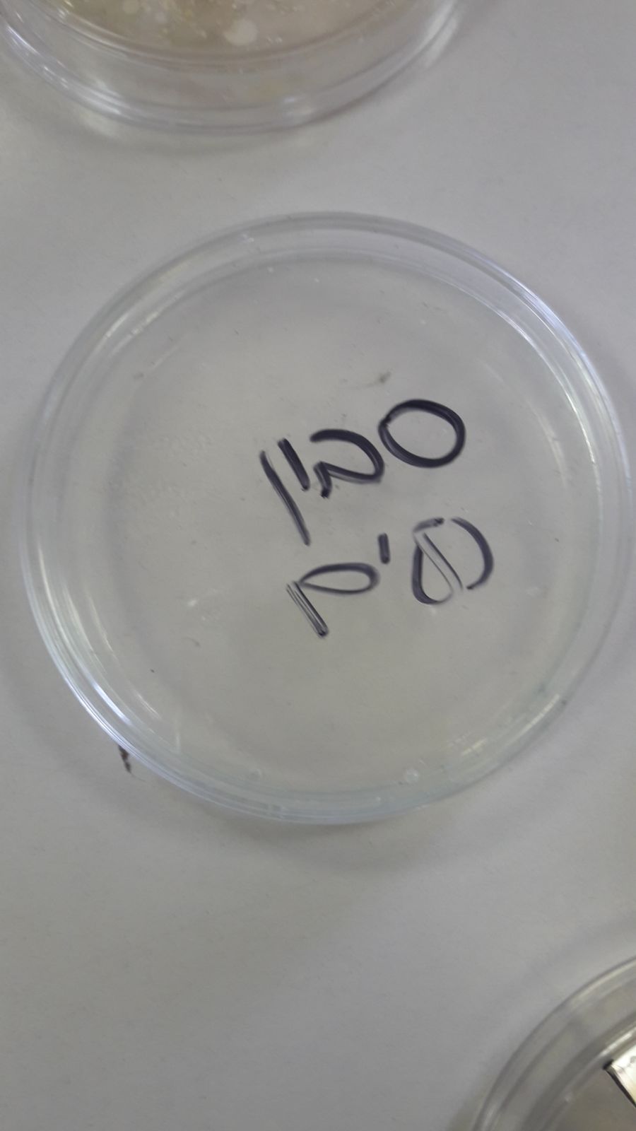 עבודת חקר במדעים by shachaf lieberman - Ourboox.com