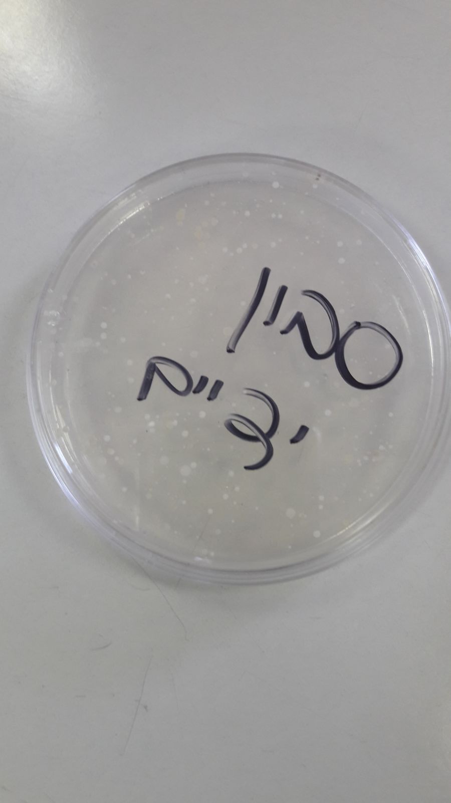 עבודת חקר במדעים by shachaf lieberman - Ourboox.com