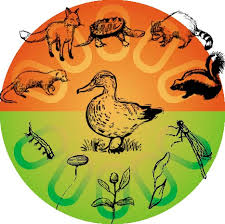 السلسلة الغذائية by saif - Illustrated by سيف.ديسم.عبيد - Ourboox.com