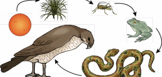 السلسلة الغذائية by saif - Illustrated by سيف.ديسم.عبيد - Ourboox.com