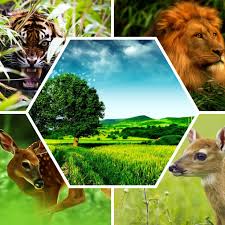 السلسلة الغذائية by saif - Illustrated by سيف.ديسم.عبيد - Ourboox.com