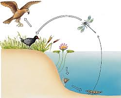 السلسلة الغذائية by saif - Illustrated by سيف.ديسم.عبيد - Ourboox.com