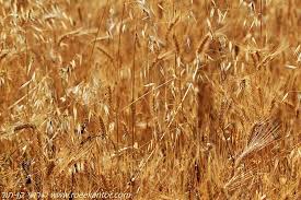 שבועות by Miri Alexandrinski - Ourboox.com