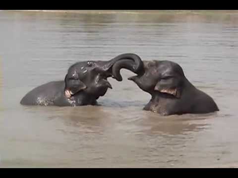 I am the elephant by Sapir by shiri - Ourboox.com