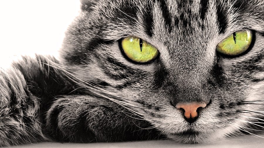 Червоний капелюх by Tanya - Ourboox.com