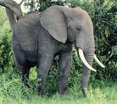 I am the elephant by Sapir by shiri - Ourboox.com