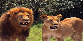 الحيوانات الأليفة والمفترسة by rula suhaiel edbayeh - Ourboox.com