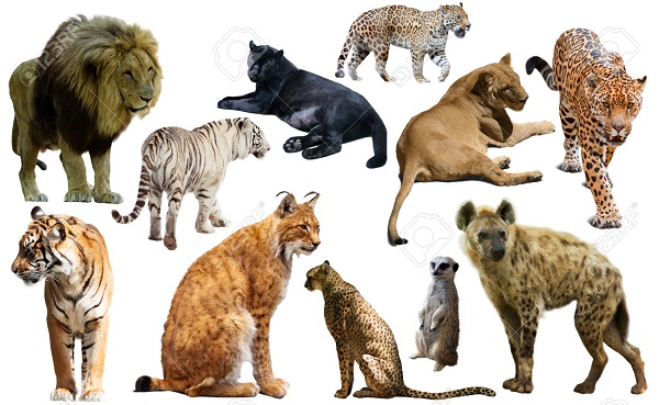 الحيوانات الاليفة والمفترسة by rula suhaiel edbayeh - Ourboox.com