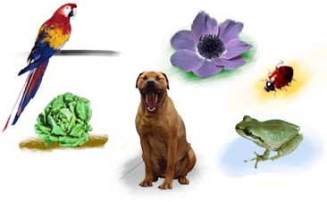 מאפייני החיים- מגישות: שרון בן שושן, הילה מאירוביץ’ ואורנה אוחיון by sharongali - Ourboox.com