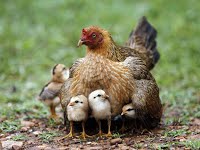 מאפייני החיים- מגישות: שרון בן שושן, הילה מאירוביץ’ ואורנה אוחיון by sharongali - Ourboox.com