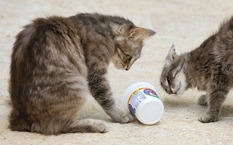 תמונות מזווית העדשה by batel vaknin - Illustrated by בת-אל וקנין, מיטל מזל, אורלי לביא וסטפני לוגסי - Ourboox.com