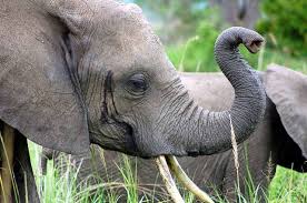 I am the elephant by Sapir by shiri - Ourboox.com