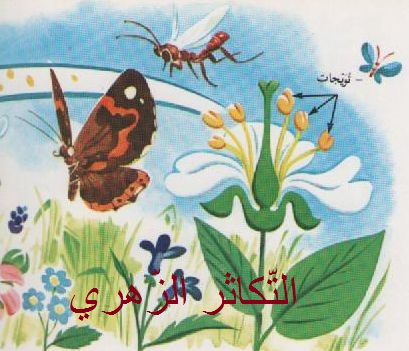 التّكاثر الزّهري by douaazeinab - Illustrated by زينب عزّونة و دعاء الحامي   - Ourboox.com