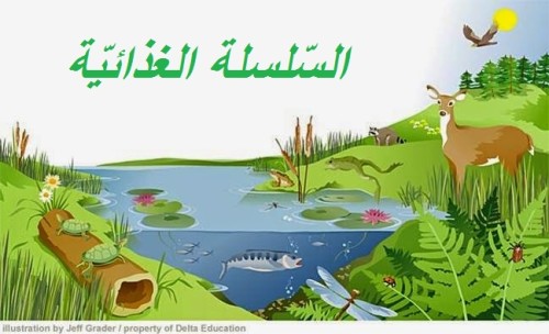 السلسلة الغذائيّة by azerbousselmi - Illustrated by آزر البوسالمي مهدي عمّار ياسين العبيدي 6 - Ourboox.com