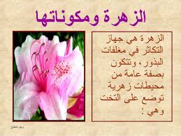 التّكاثر الزهري by yessineraboudi - Illustrated by ياسين الربودي - يوسف مامي - عزيز الغضبان - Ourboox.com