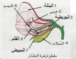 التّكاثر الزهري by yessineraboudi - Illustrated by ياسين الربودي - يوسف مامي - عزيز الغضبان - Ourboox.com