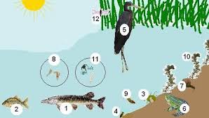 السلسلة الغذائيّة by azerbousselmi - Illustrated by آزر البوسالمي مهدي عمّار ياسين العبيدي 6 - Ourboox.com