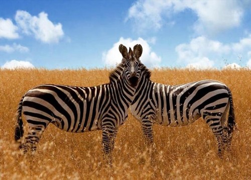 Yeella Gershuni:book animals by Noam Banot Pisgat Zeev - Illustrated by Yeella Gershuni - Ourboox.com