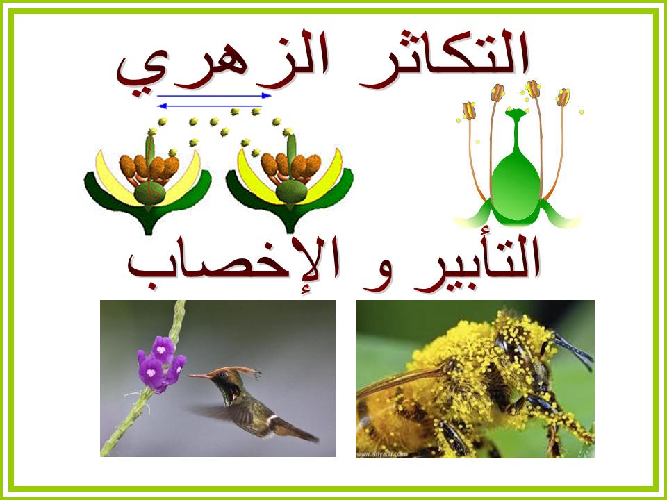 الزهرة by zeinebsoula - Illustrated by انوار و زينب - Ourboox.com