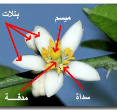 الزهرة by zeinebsoula - Illustrated by انوار و زينب - Ourboox.com