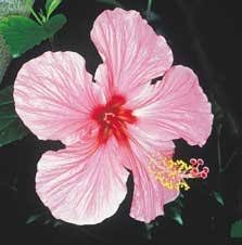 الزهرة by zoubeirdhiab - Illustrated by hamouda / zoubeir  - Ourboox.com