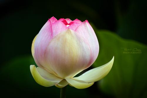 الزهرة by zoubeirdhiab - Illustrated by hamouda / zoubeir  - Ourboox.com