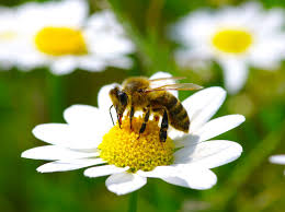 הדבורה by yiska gavrieli - Ourboox.com