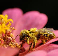 הדבורה by yiska gavrieli - Ourboox.com