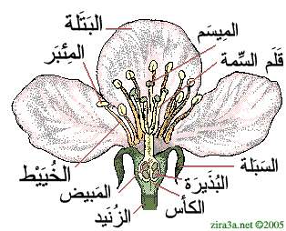 التّكاثر الزّهري by douaazeinab - Illustrated by زينب عزّونة و دعاء الحامي   - Ourboox.com